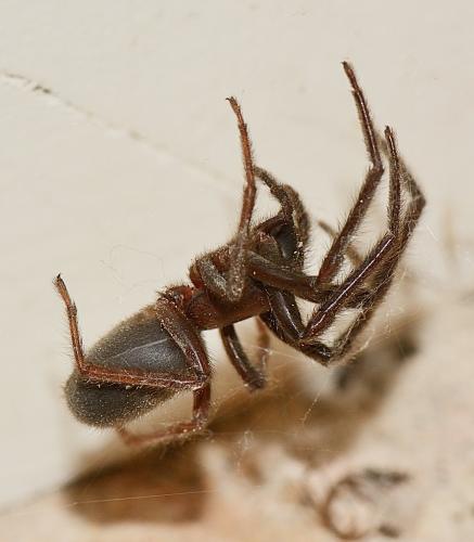 Segestria florentina
